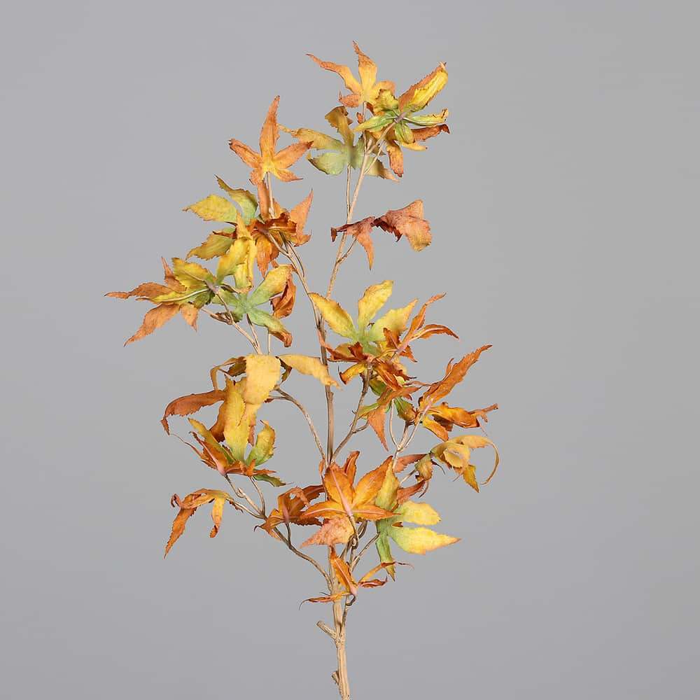 Lønnegren, mørk gule blader, 93 cm