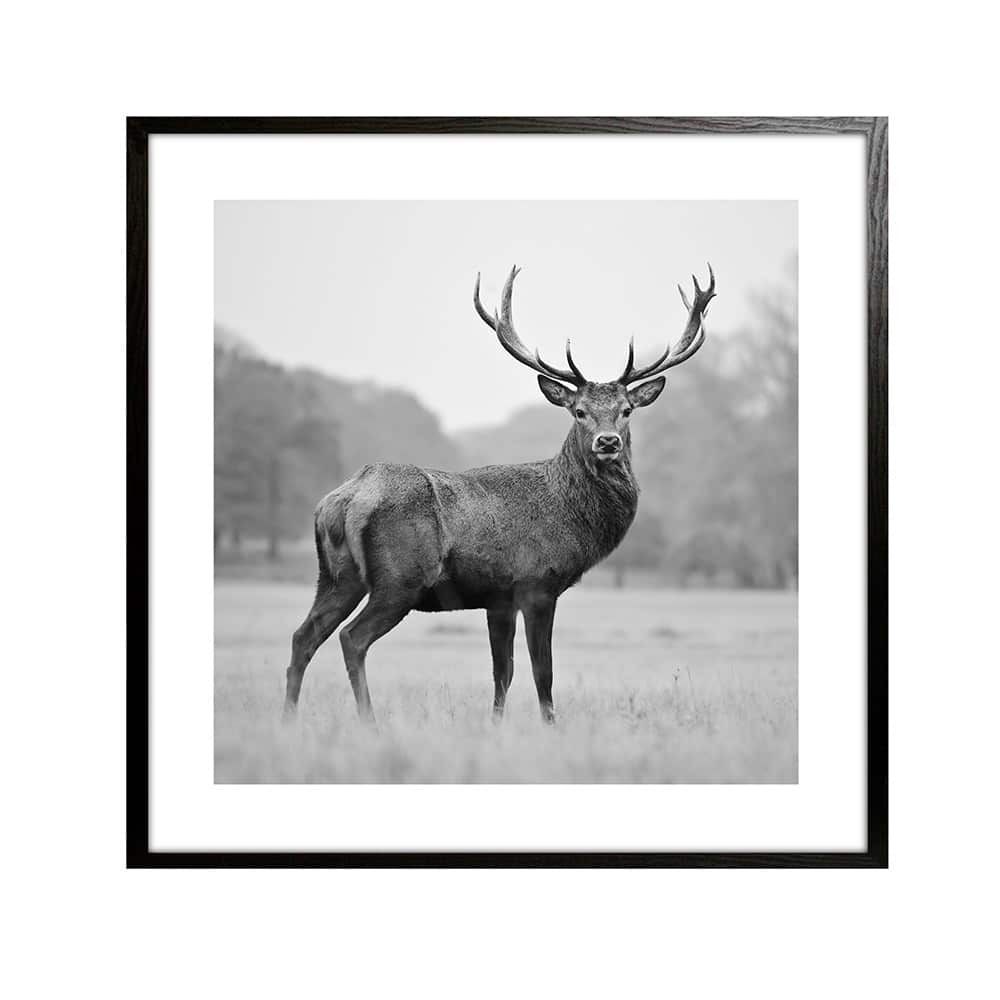 Bilde sort/hvit Hjort I 50x50