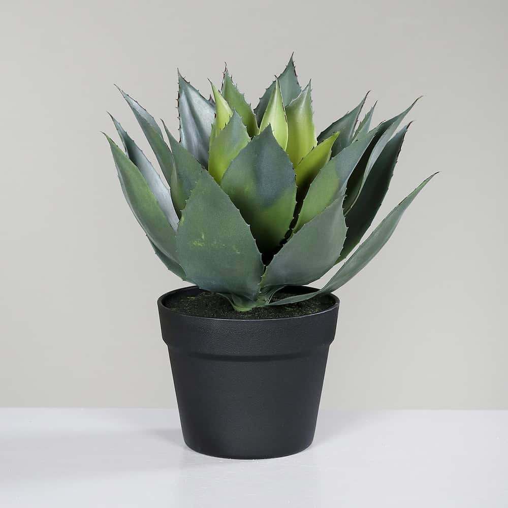 Agave, 35 cm