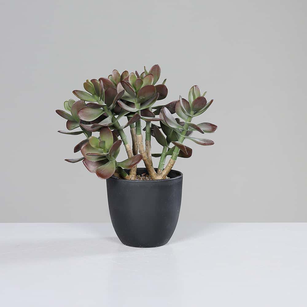 Succulent, 30 cm