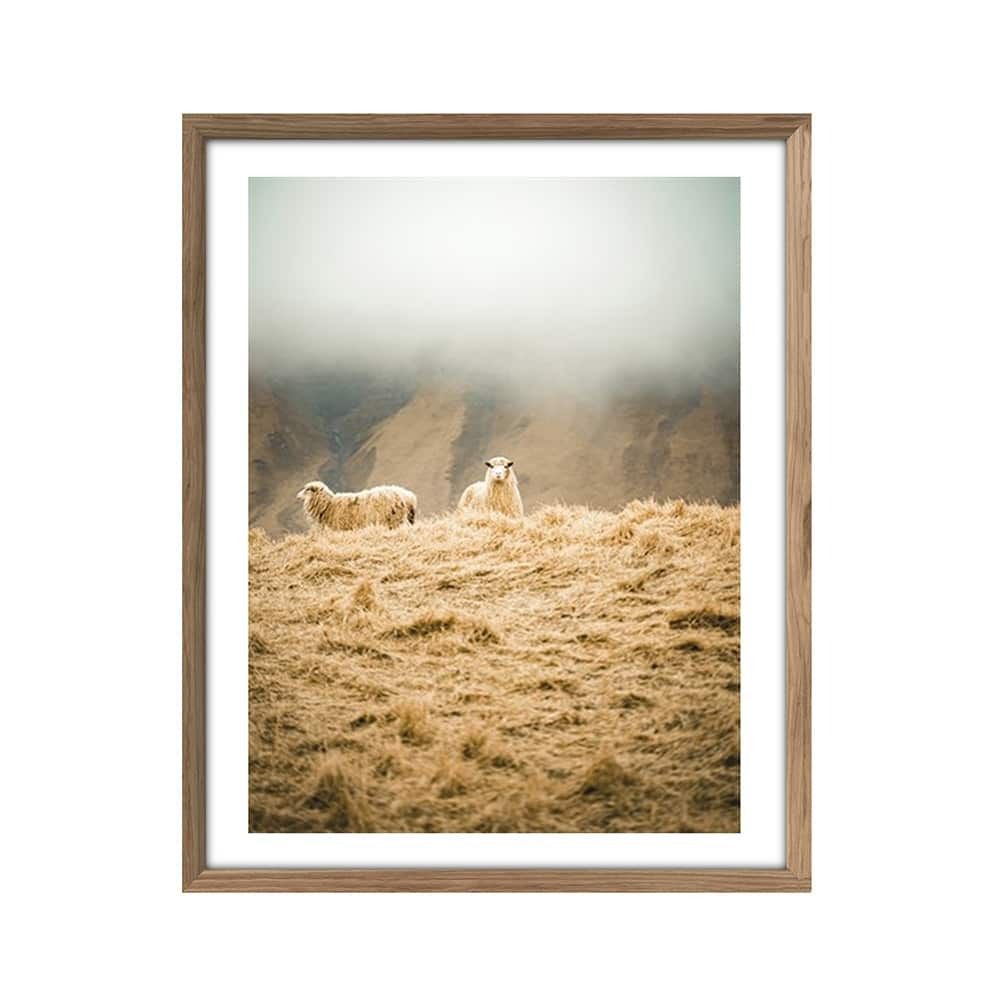 Bilde Sheep Duet 40x50