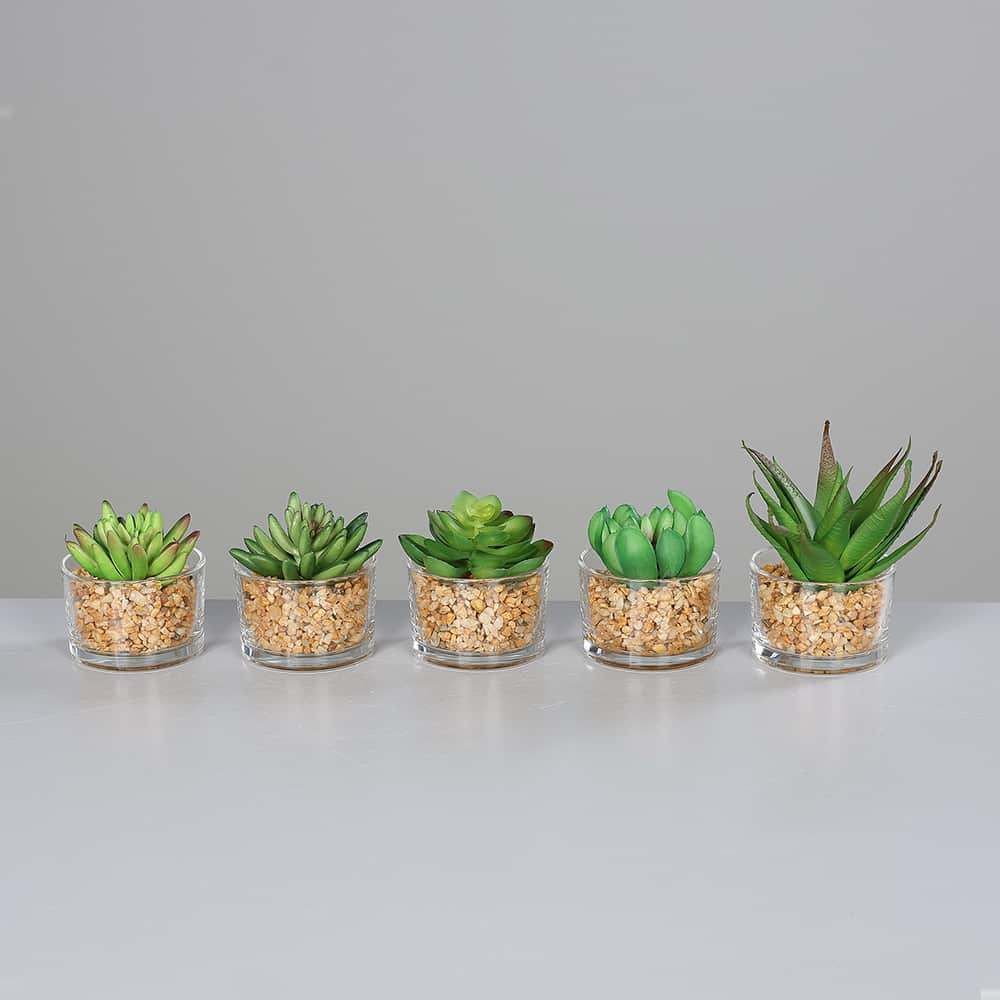 Succulent i glass, 8-12 cm