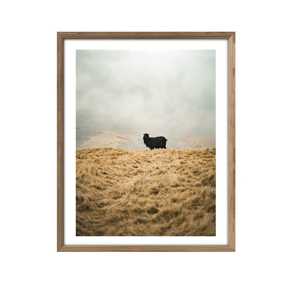 Bilde Sheep Solo 40x50