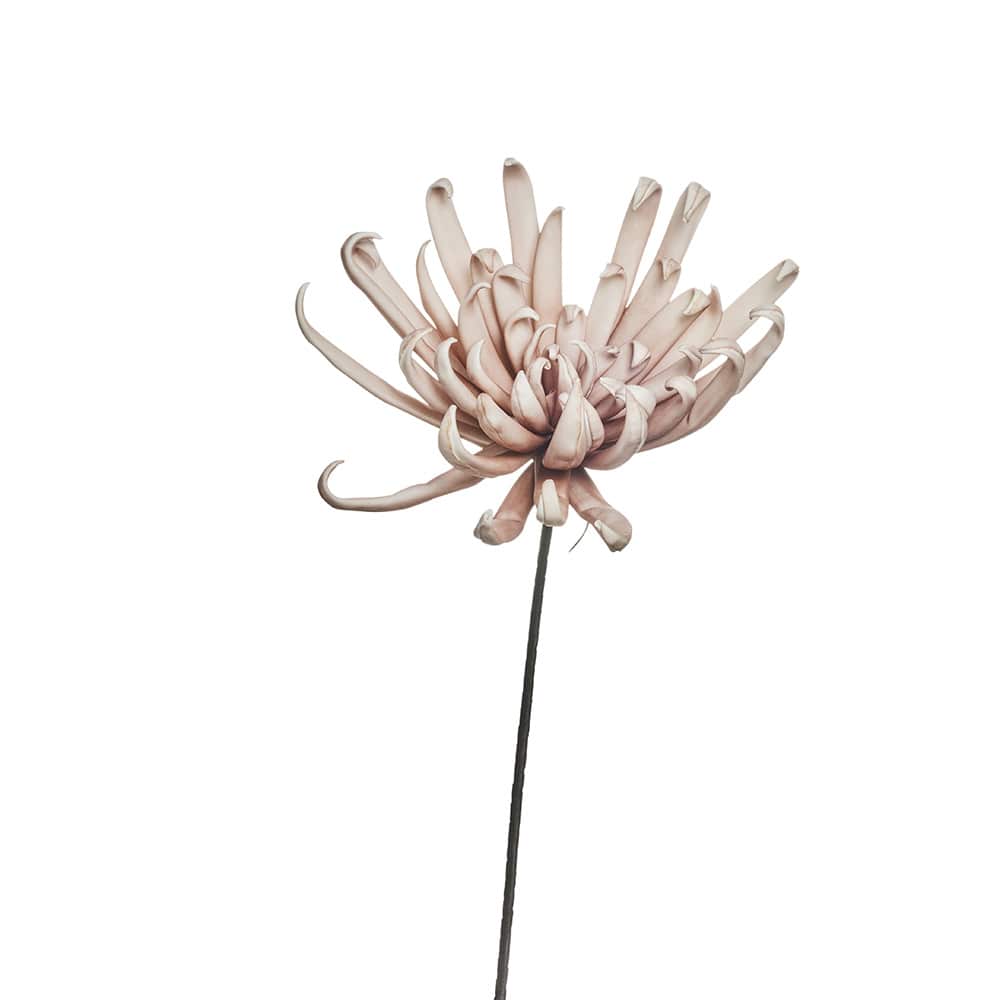 Happia decoration rose D25 H25