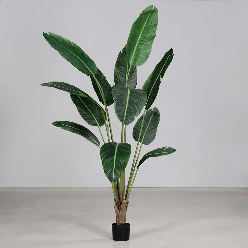 Strelitzia, 190 cm