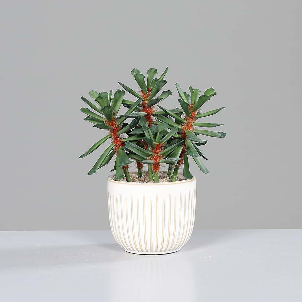 Succulent i keramikkpotte, 22 cm