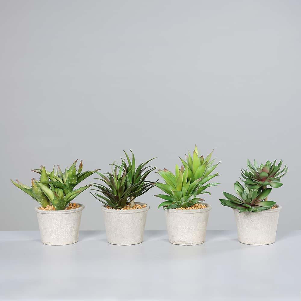 Succulent i potte.  20 cm