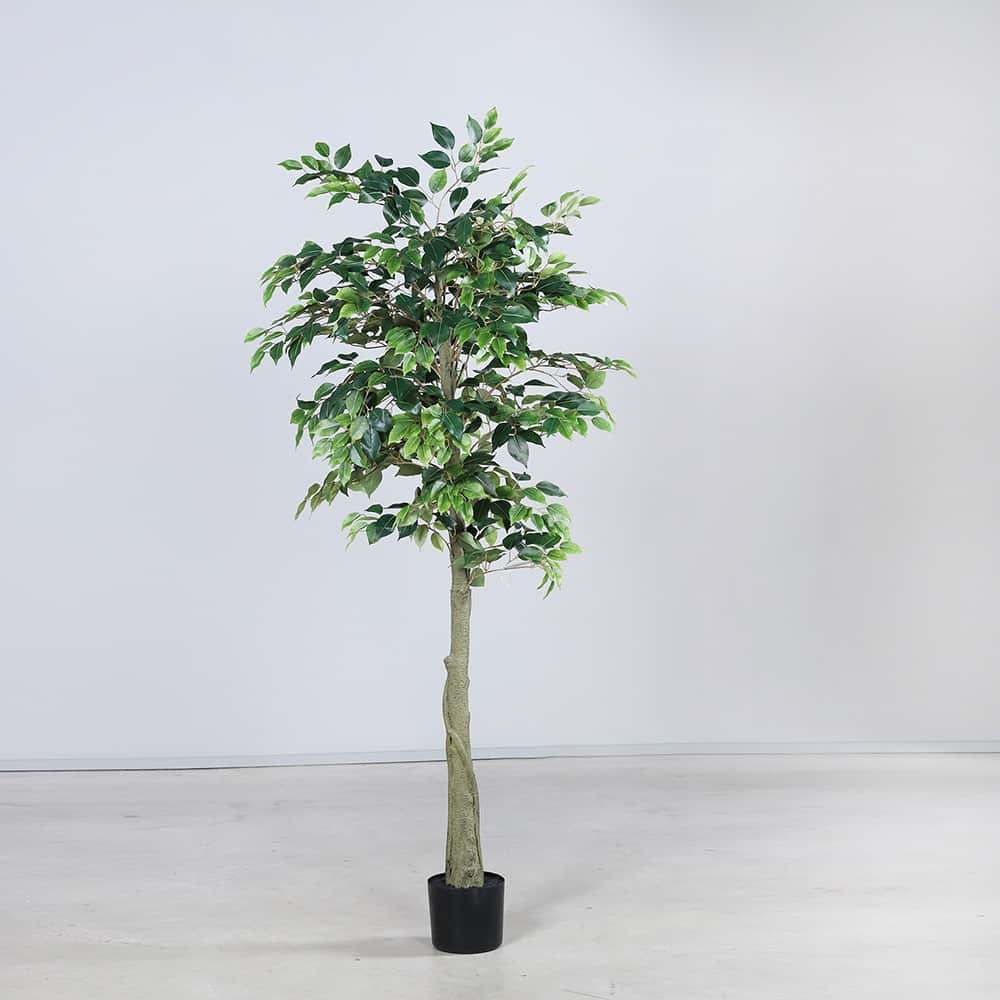 Fikentre, 180 cm