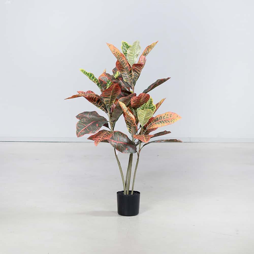Kroton, 90 cm