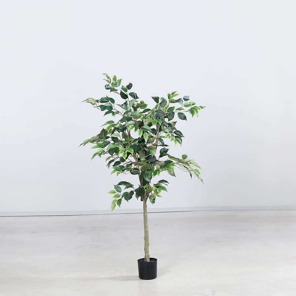 Fikentre, 120 cm
